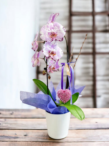 Cascading Orchid Plant - Unique Lavender