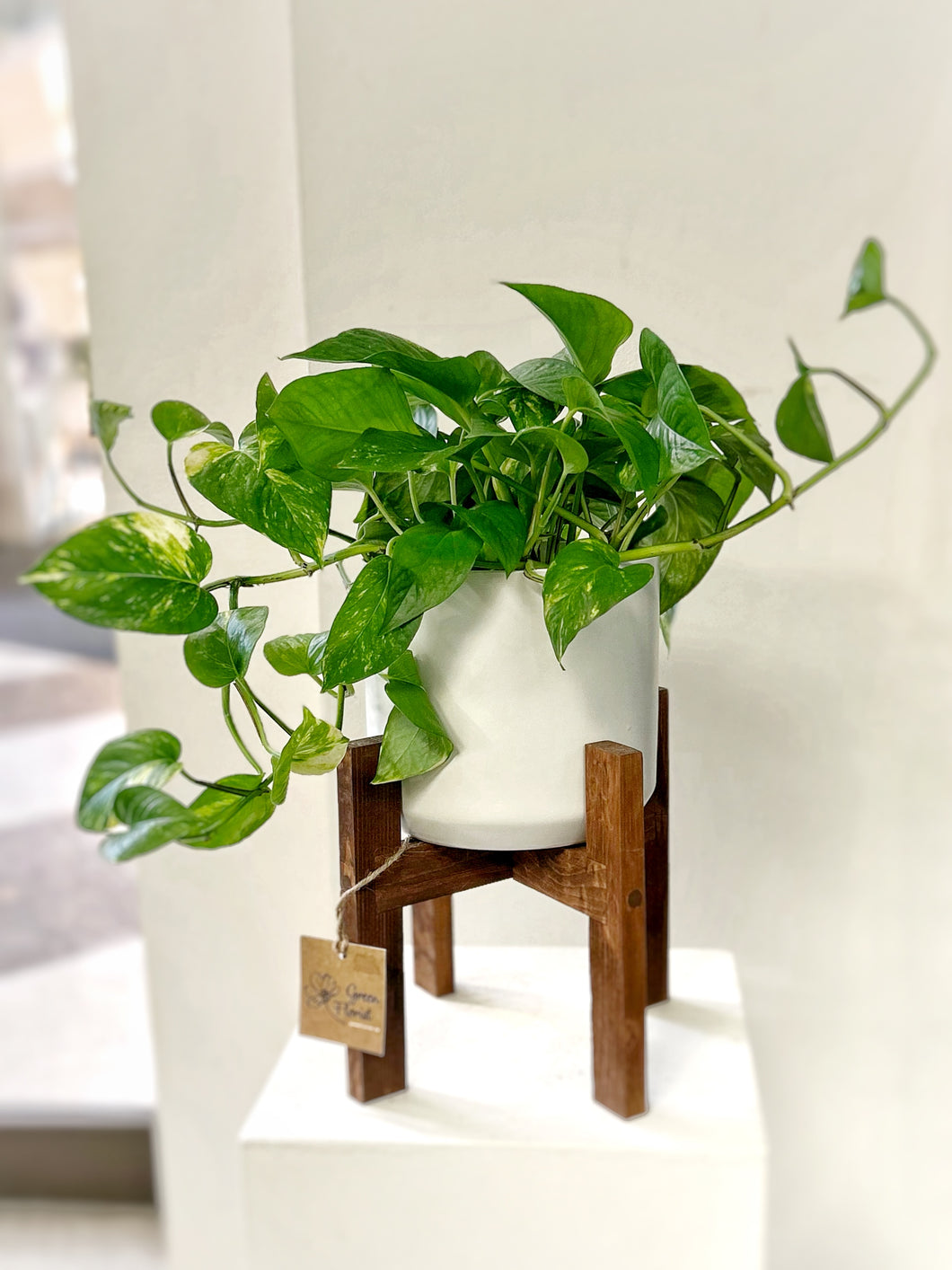 Pothos in Modern Stand