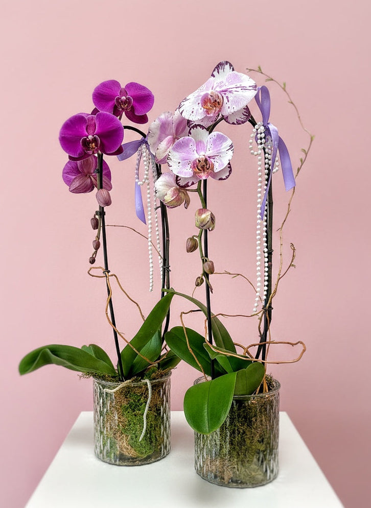 Plants – Green Florist