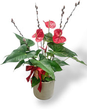 Load image into Gallery viewer, Anthurium Red 6”
