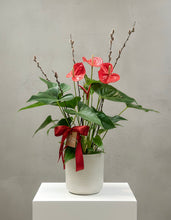 Load image into Gallery viewer, Anthurium Red 6”
