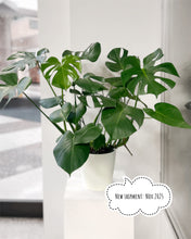 Load image into Gallery viewer, Monstera 6&quot;
