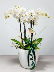 The Grand Orchid Garden