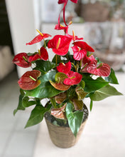 Load image into Gallery viewer, Anthurium 8”

