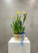 Load image into Gallery viewer, Spring Bulb Planter 8"
