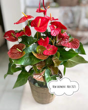 Load image into Gallery viewer, Anthurium 8”
