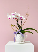 Load image into Gallery viewer, Tea Cup Mini Orchid

