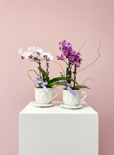 Load image into Gallery viewer, Tea Cup Mini Orchid
