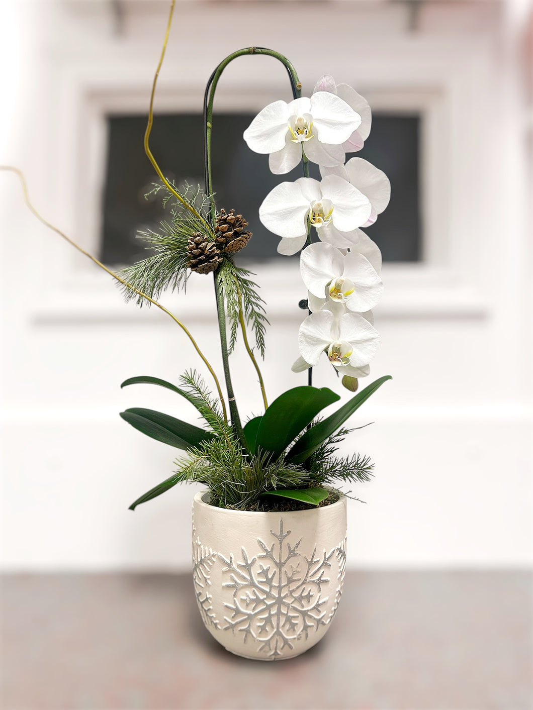 Wintery White Orchid Plant