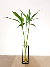 Load image into Gallery viewer, Lucky Bamboo in Tube Vase
