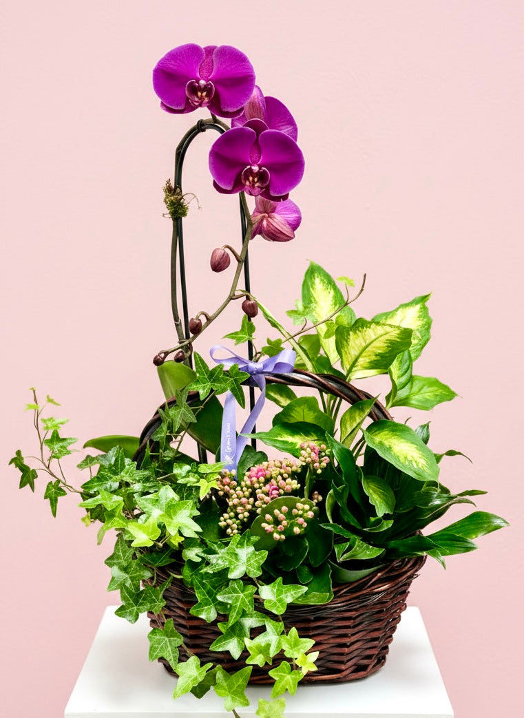 Plants – Green Florist