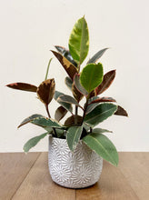 Load image into Gallery viewer, Rubber Plant 6&quot;
