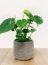 Load image into Gallery viewer, Monstera 6"
