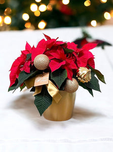 Poinsettia Golden Glow 6"