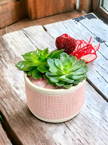 Succulent Garden | Valentine's Day Gifts