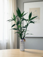 Load image into Gallery viewer, Lucky Bamboo 3-stem arrangement (100cm)
