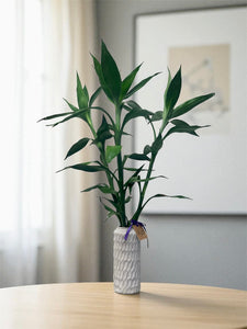 Lucky Bamboo 3-stem arrangement (100cm)