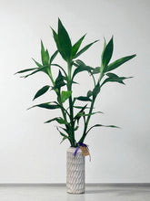 Load image into Gallery viewer, Lucky Bamboo 3-stem arrangement (100cm)
