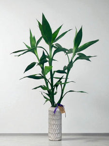 Lucky Bamboo 3-stem arrangement (100cm)