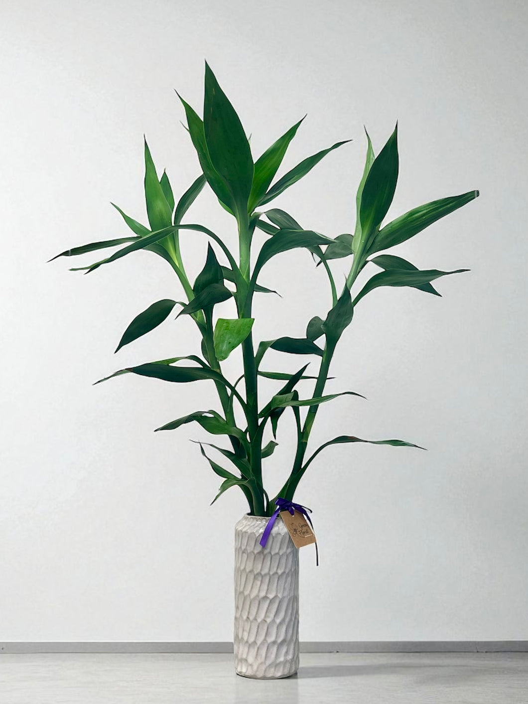 Lucky Bamboo 3-stem arrangement (100cm)