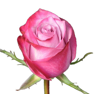 Dozen Roses Bouquet - pick your colour!