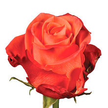 Load image into Gallery viewer, Dozen Roses Bouquet - pick your colour!
