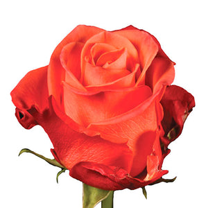 Dozen Roses Bouquet - pick your colour!