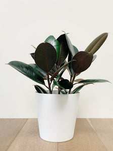 Rubber Plant 6"