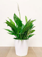 Load image into Gallery viewer, Peace Lily 6&quot;
