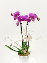 Load image into Gallery viewer, Orchid Plant - Pink/ Purple | Mother&#39;s Day Flowers
