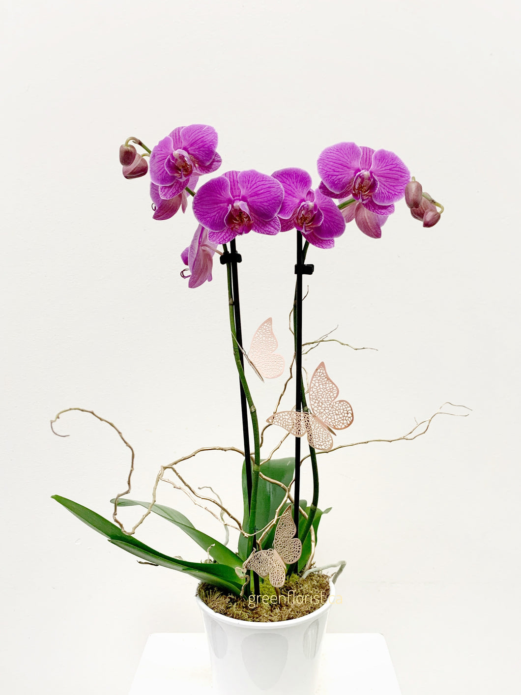 Orchid Plant - Pink/ Purple | Mother's Day Flowers