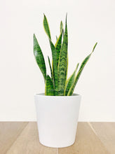 Load image into Gallery viewer, Snake Plant 6&quot;
