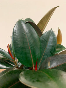 Rubber Plant 6"