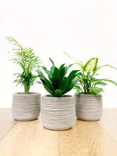 Load image into Gallery viewer, Tropical Plants 4&quot; Trio
