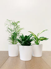 Load image into Gallery viewer, Tropical Plants 4&quot; Trio

