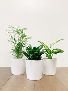 Tropical Plants 4" Trio
