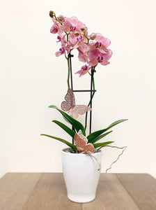 Orchid Plant - Pink/ Purple