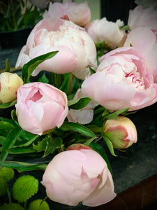 Peony Bouquet (5 or 10 Stems)