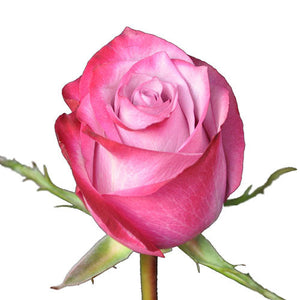 Luxe Dozen Roses Vased - Mother's Day