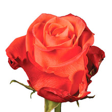 Load image into Gallery viewer, Luxe Dozen Roses Vased - Mother&#39;s Day
